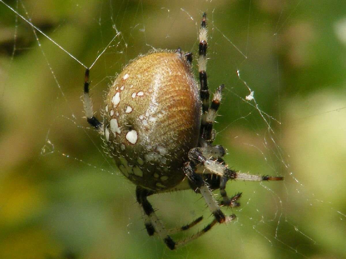 Image of Shamrock Orbweaver