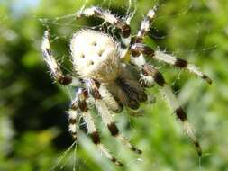 Image of Shamrock Orbweaver