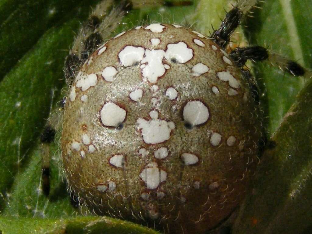 Image of Shamrock Orbweaver