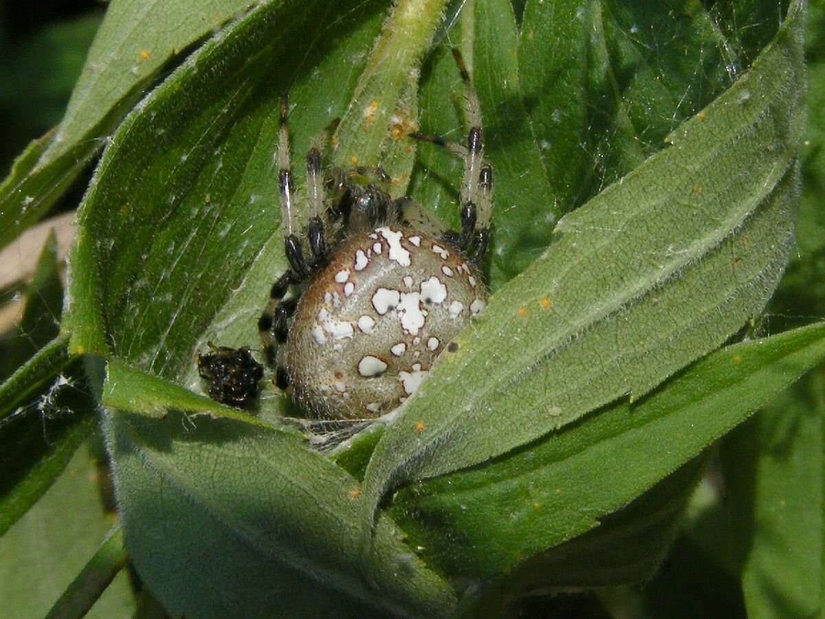 Image of Shamrock Orbweaver