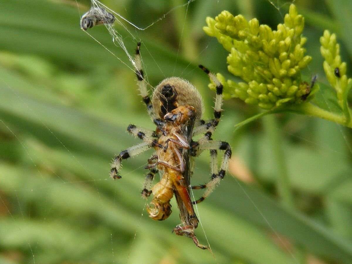 Image of Shamrock Orbweaver