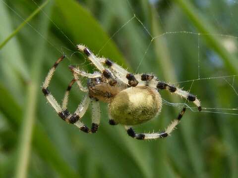 Image of Shamrock Orbweaver