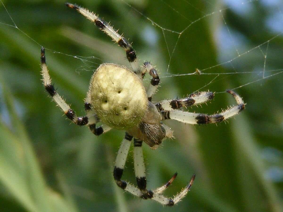 Image of Shamrock Orbweaver