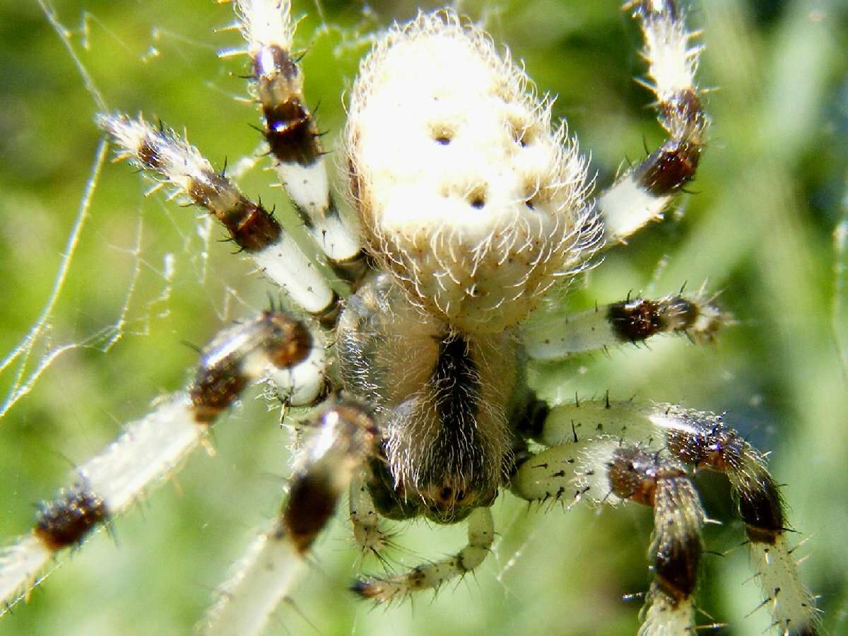 Image of Shamrock Orbweaver