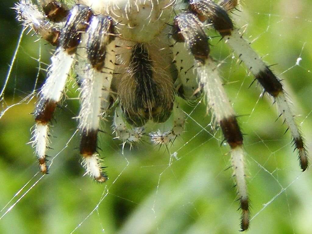 Image of Shamrock Orbweaver