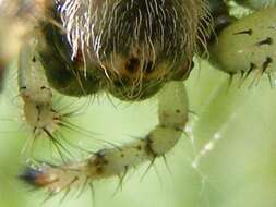 Image of Shamrock Orbweaver