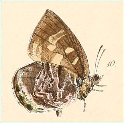 Image of Flos chinensis (Felder & Felder 1865)