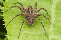 Image of Shore spider