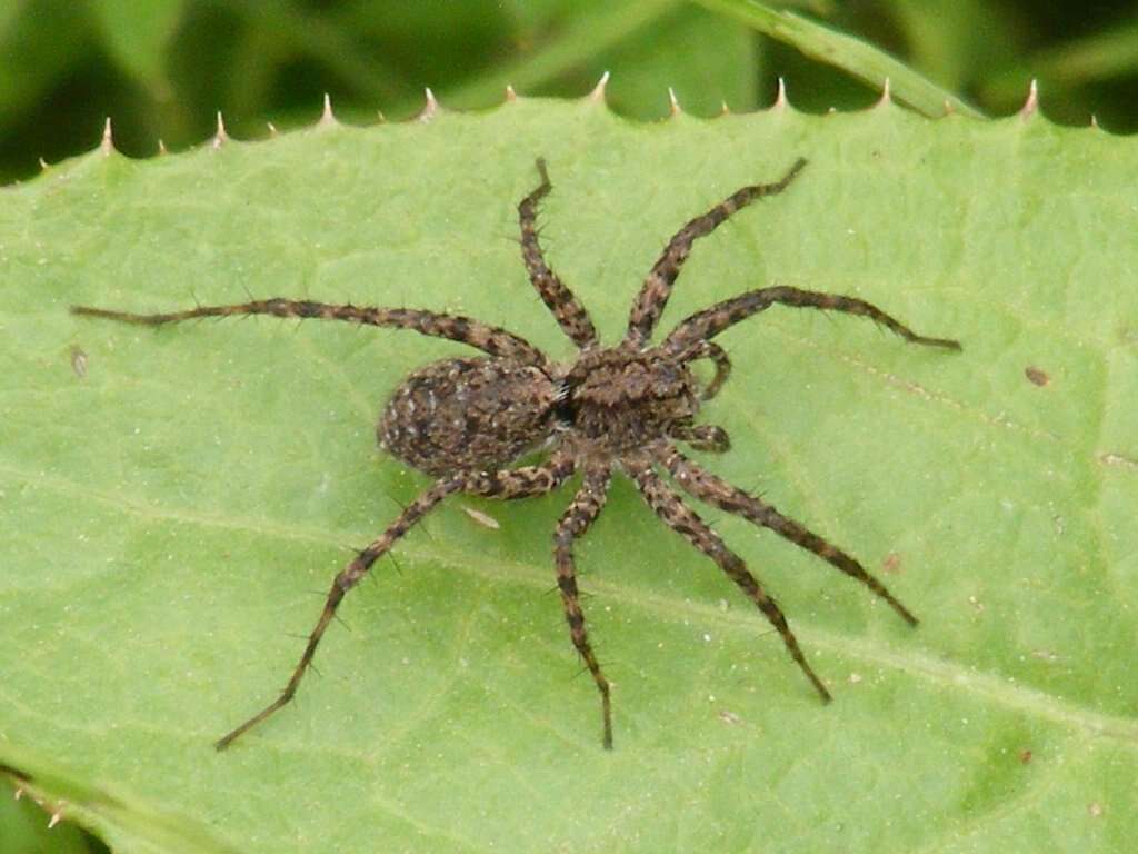 Image of Shore spider