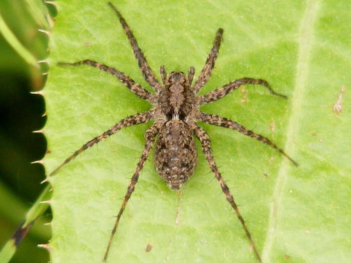 Image of Shore spider