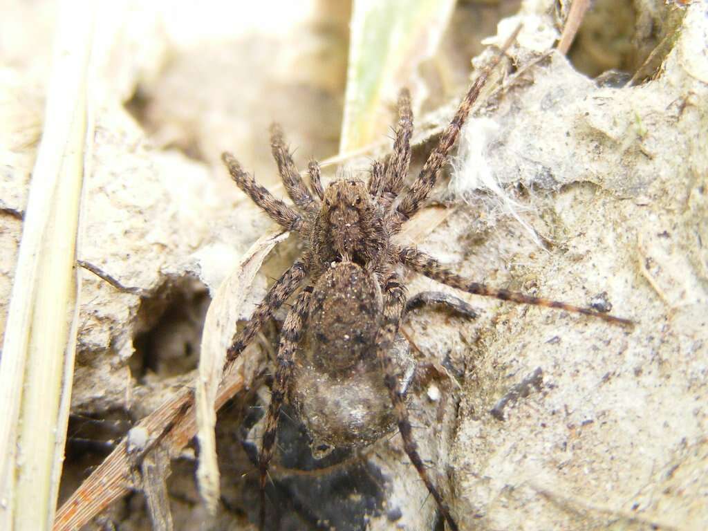 Image of Shore spider