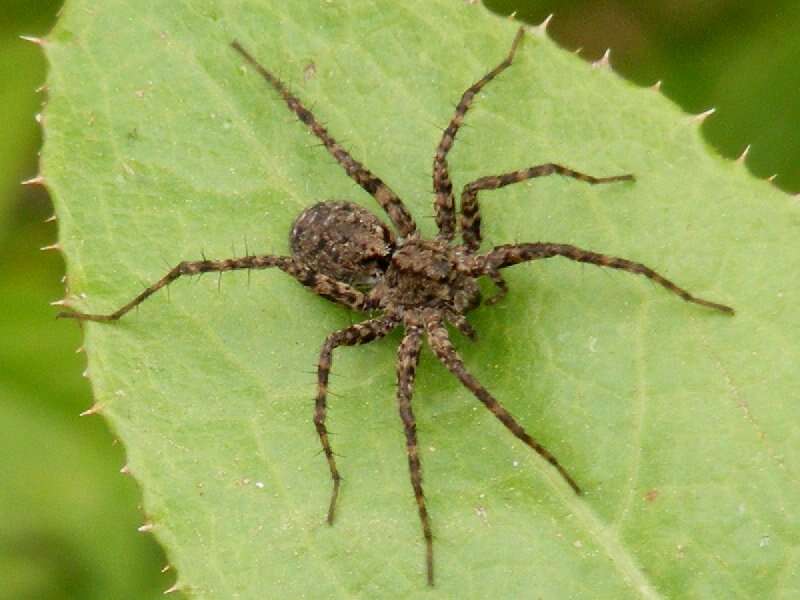 Image of Shore spider