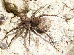 Image of Shore spider