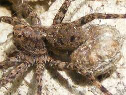 Image of Shore spider