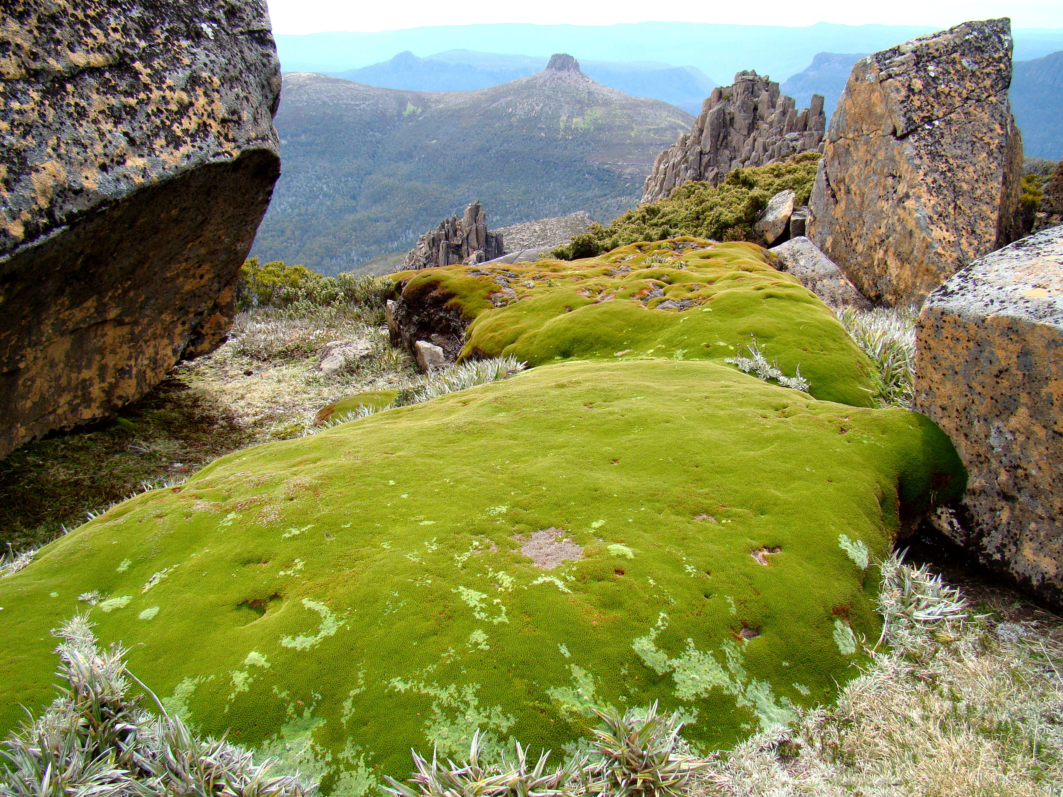 Image of Donatia novae-zelandiae Hook. fil.