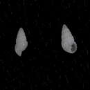 Image de Oscilla circinata A. Adams 1867
