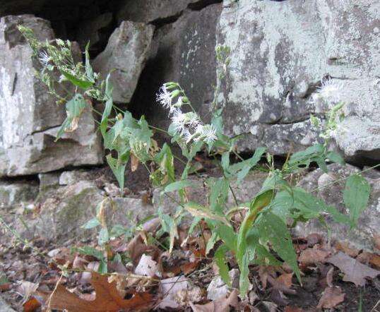 Image of Blue Ridge catchfly