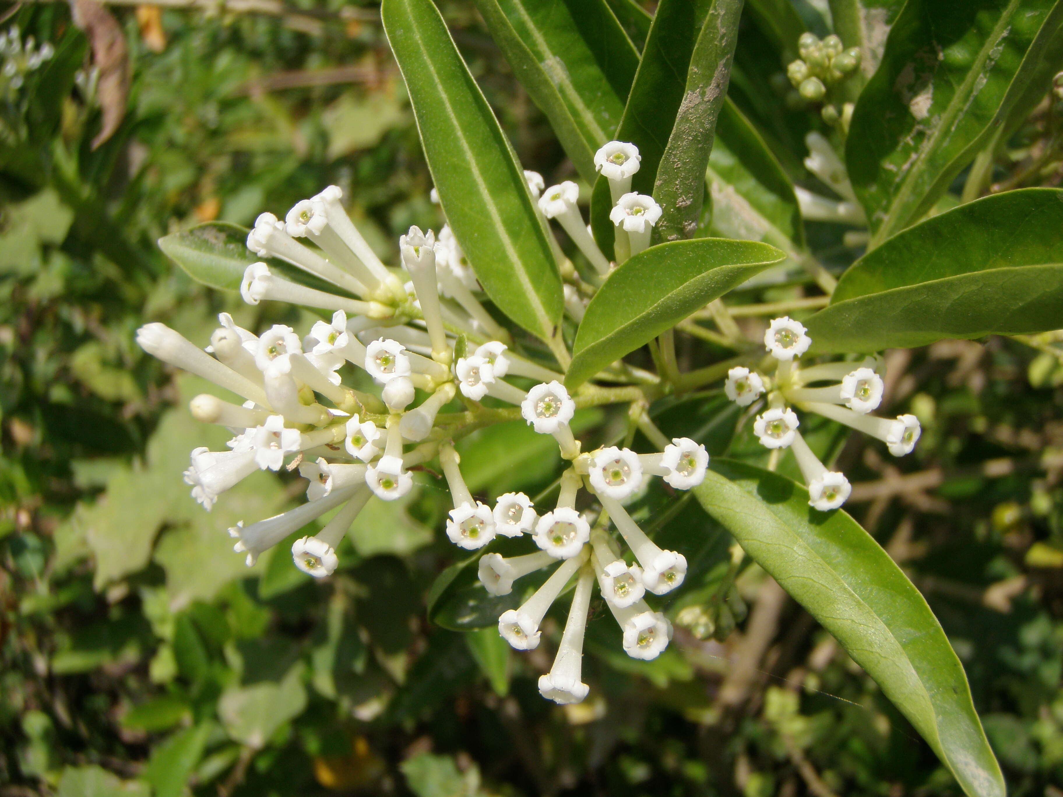 Image of Wild jasmine