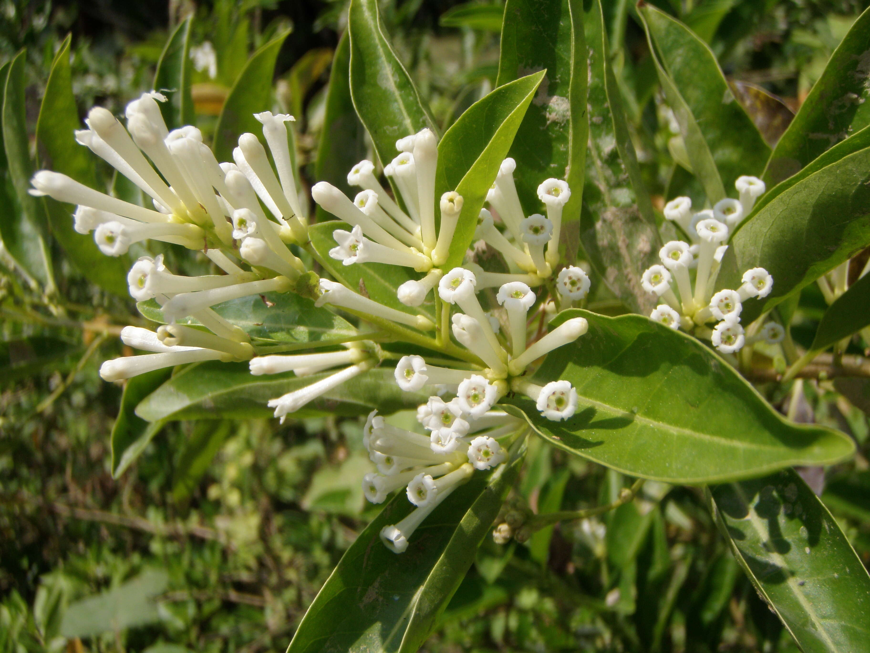 Image of Wild jasmine