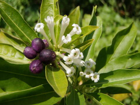 Plancia ëd Cestrum diurnum L.