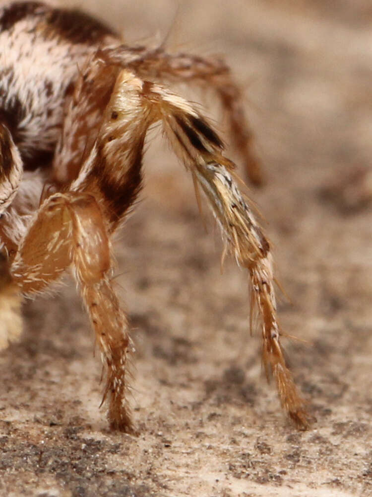 Image of Habronattus virgulatus Griswold 1987