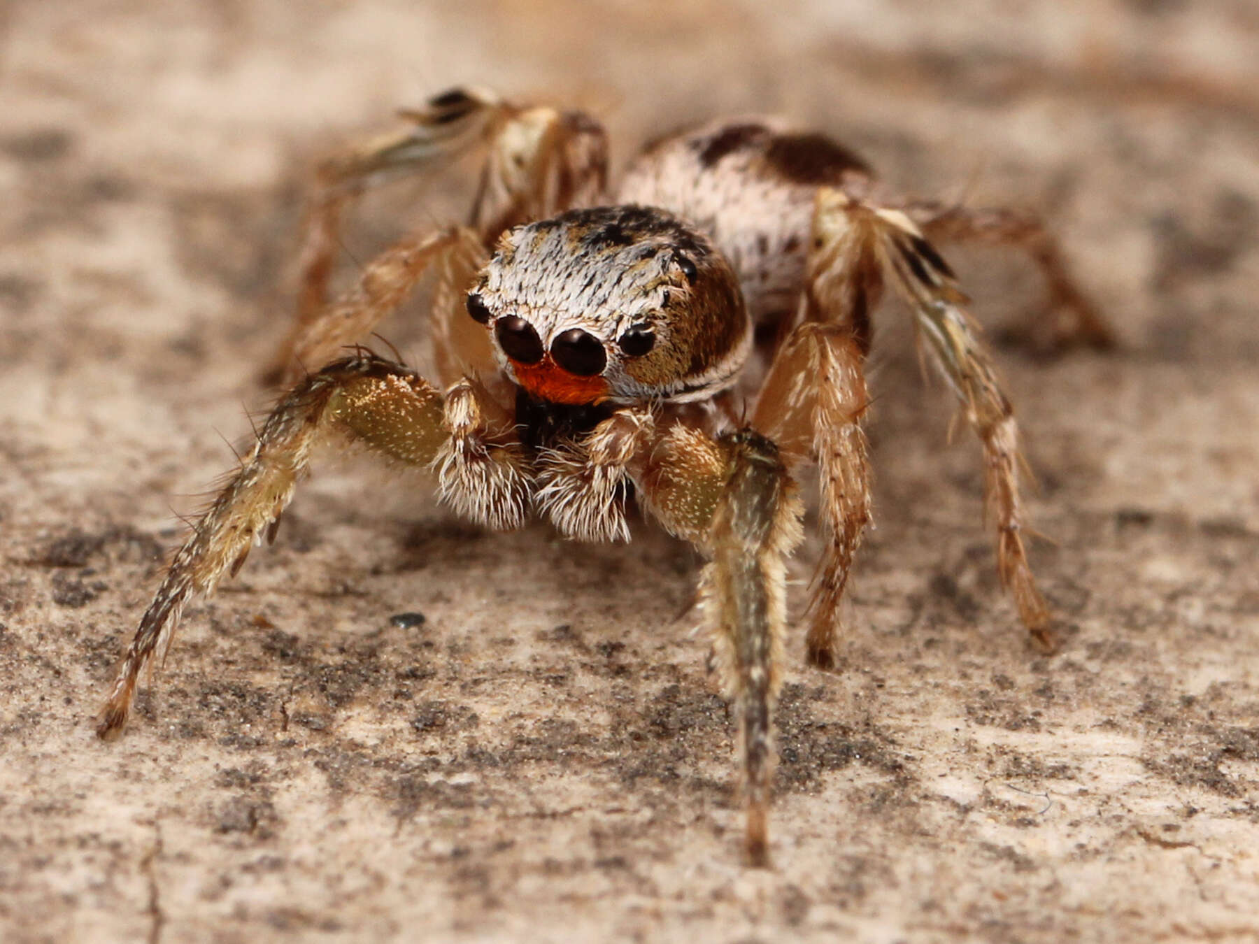 Image of Habronattus virgulatus Griswold 1987