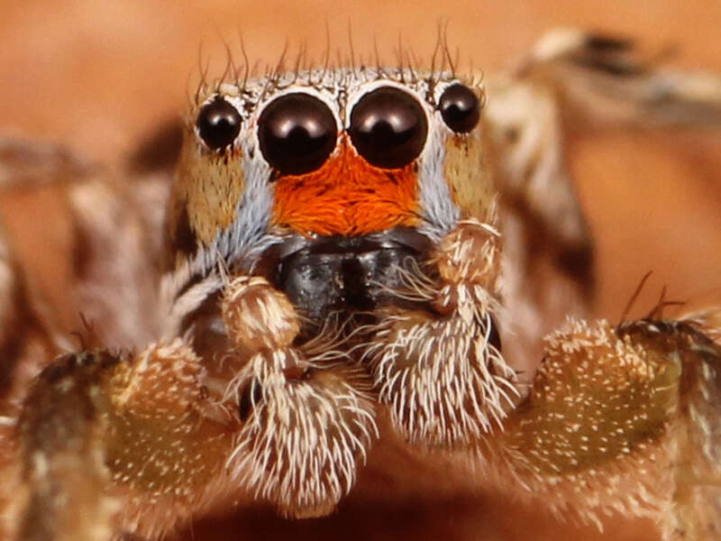 Image of Habronattus virgulatus Griswold 1987