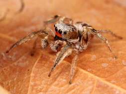 Image of Habronattus virgulatus Griswold 1987