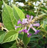 Image of Buddleja myriantha Diels