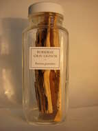 Image of Palo Santo