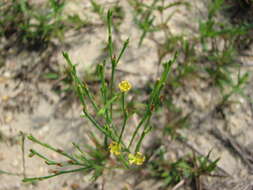 Image of orangegrass