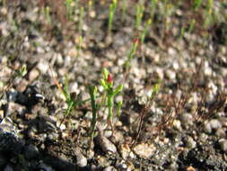 Image of orangegrass