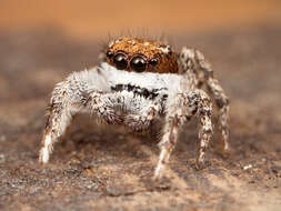 Image of Habronattus conjunctus (Banks 1898)