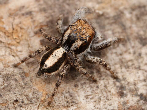 Image of Habronattus conjunctus (Banks 1898)