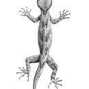 Слика од Cyrtodactylus loriae (Boulenger 1897)