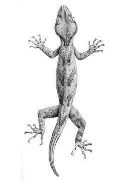 Слика од Cyrtodactylus loriae (Boulenger 1897)