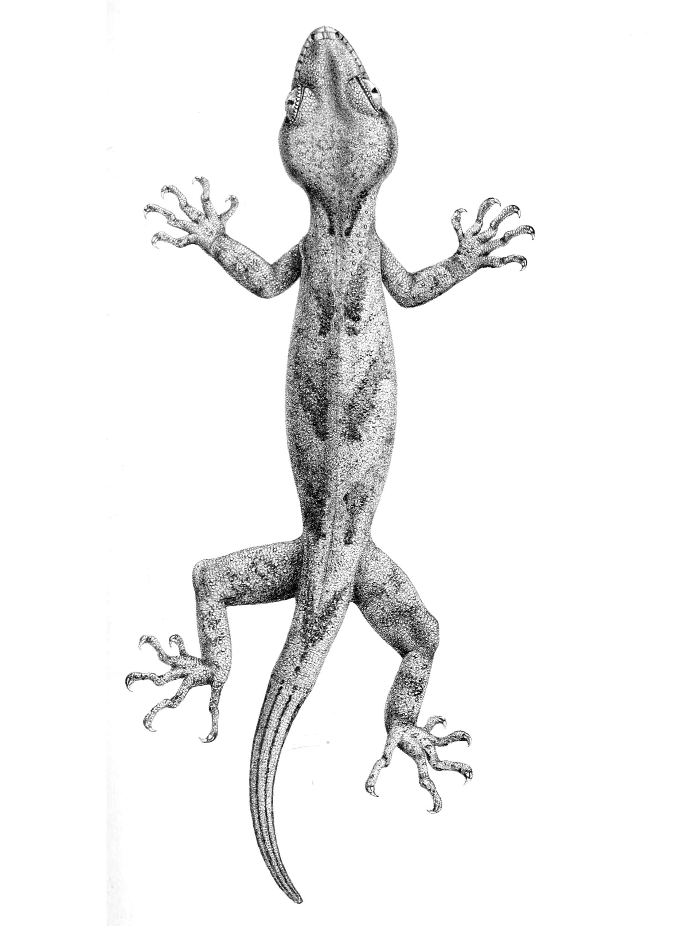Image of Boulenger's Bow-fingered Gecko