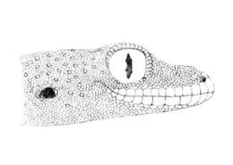 Image of Boulenger's Bow-fingered Gecko