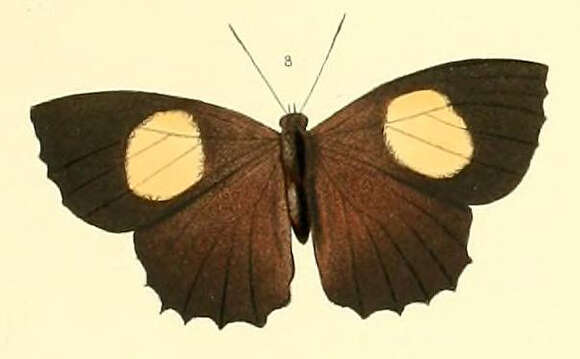 Image of Ogyris abrota Westwood (1851)