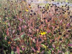 Image of golden ragwort