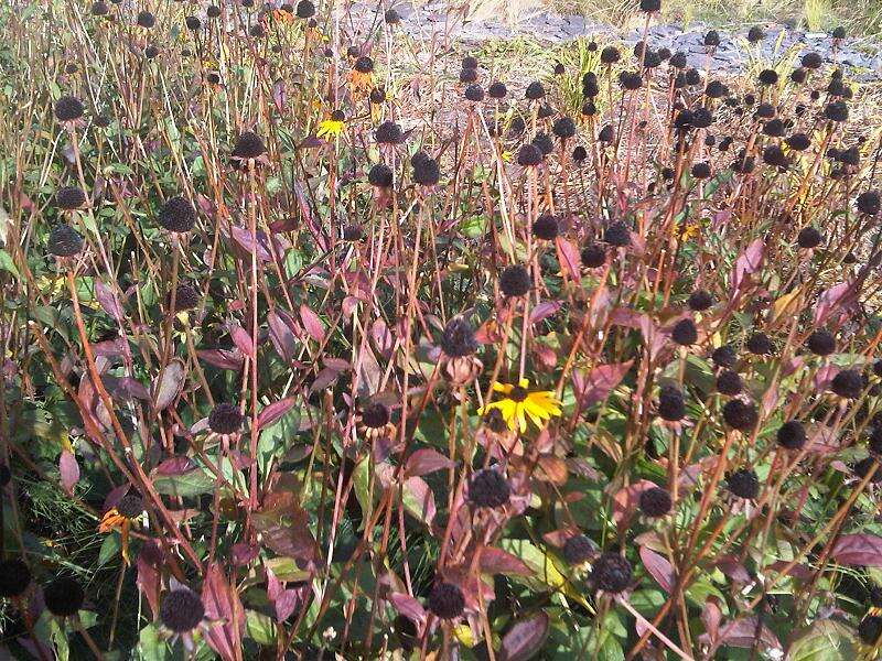 Image of golden ragwort