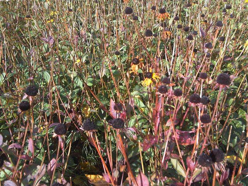 Image of golden ragwort