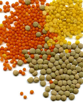 Image of lentil