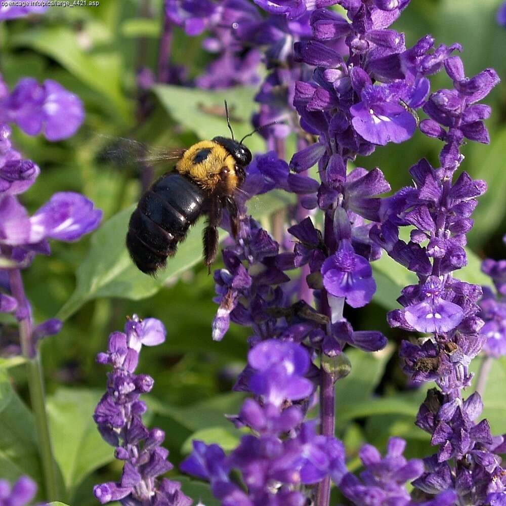 Image of Japanese carpenter bee