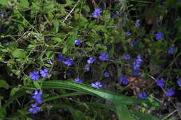 Image of Dampiera hederacea R. Br.