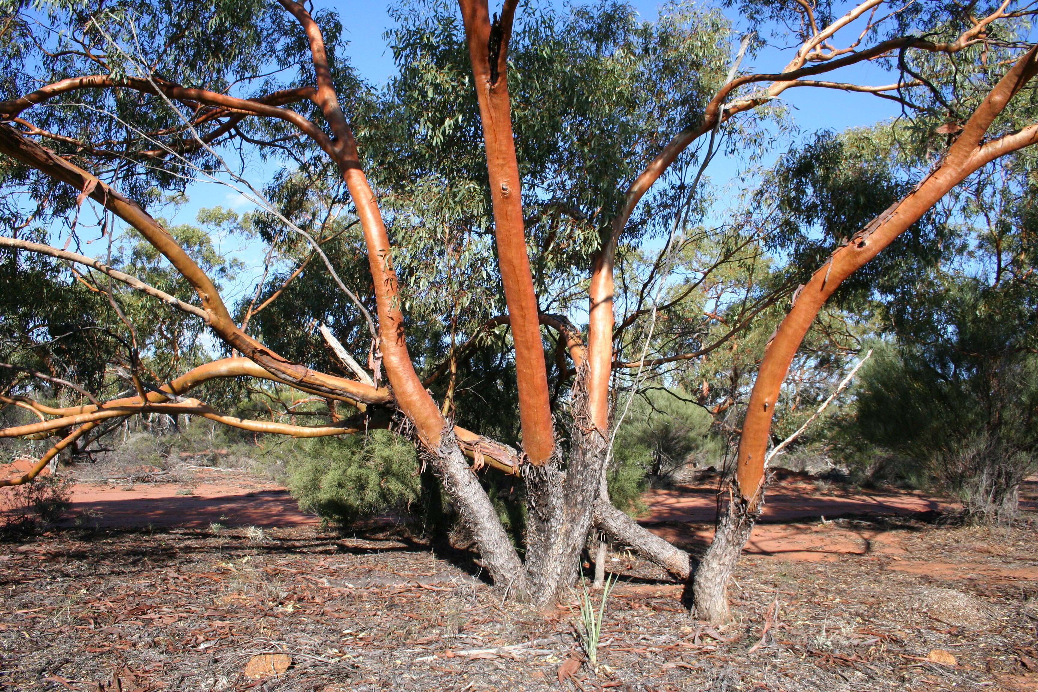 Image of York Gum