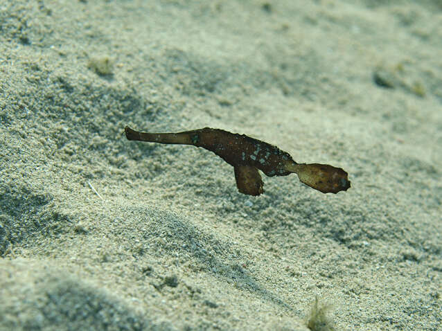 Image of Ghost pipefish