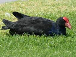 Image of Australasian Swamphen