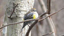 Image of Myrtle Warbler