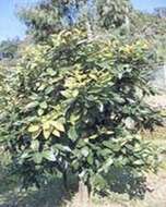 Image of Citrus tristeza virus